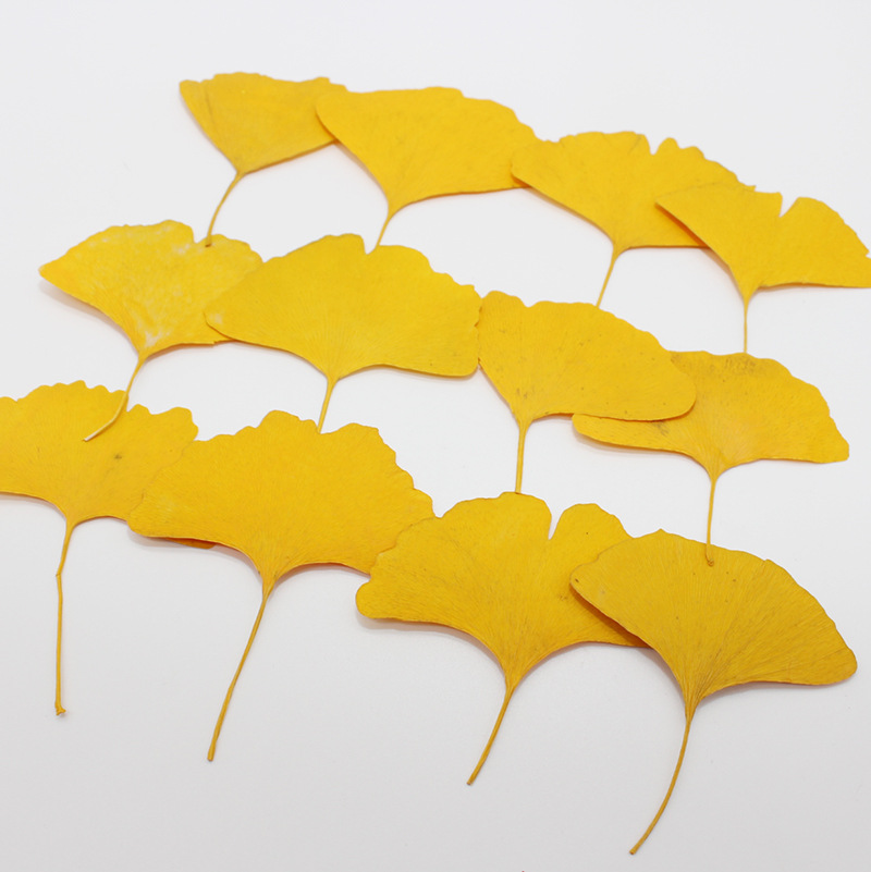 Dried Flower Bookmark - ใบแปะก๊วยแห้งสีเหลือง/เขียว 60 ชิ้น สำหรับทำเครื่องประดับ ที่คั่นหนังสือ เคสมือถือ
