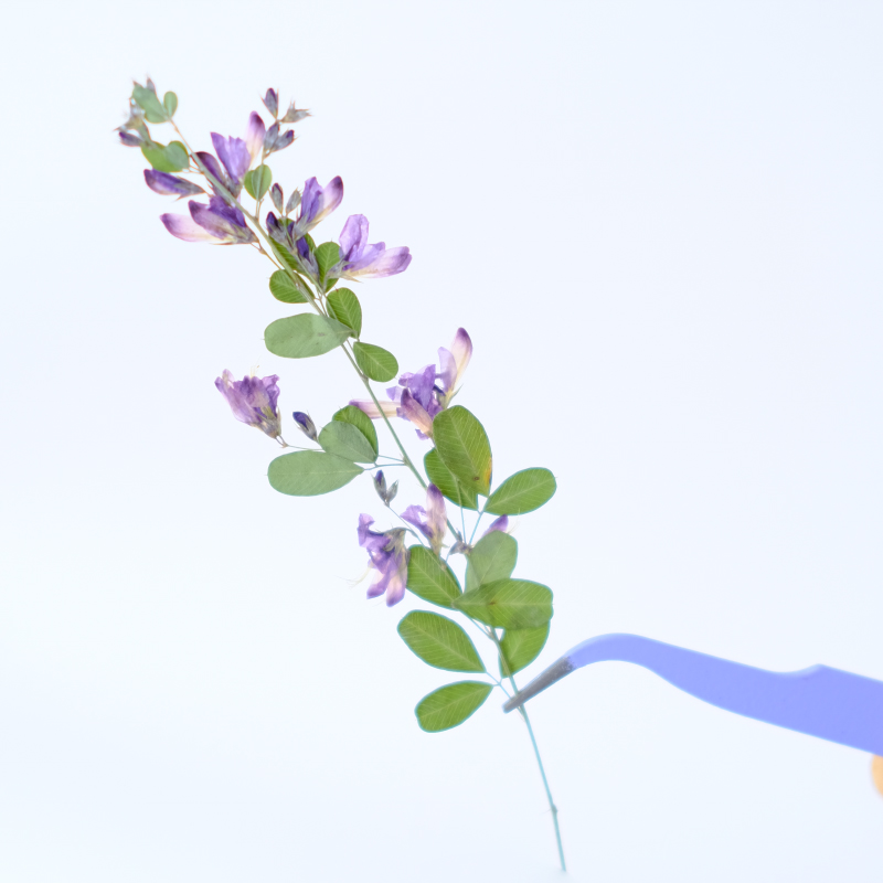 6 ชิ้น, ดอกเลสเปเดซา ฟอร์โมซาแ - Dried Flower Bookmark บทวิจารณ์และราคา