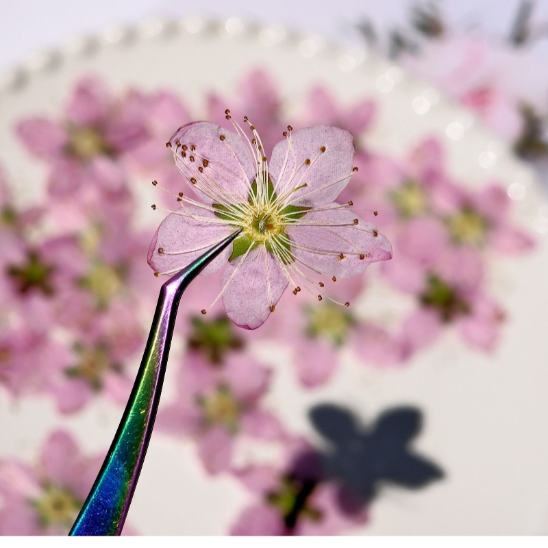 ดอกไม้แห้งกดอัดสีชมพูพีช ขนาด  - Dried Flower Bookmark บทวิจารณ์และราคา