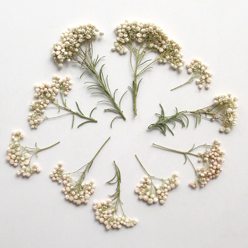 12 ชิ้น กิ่งดอกไม้ธรรมชาติ กิ่ - Dried Flower Bookmark บทวิจารณ์และราคา