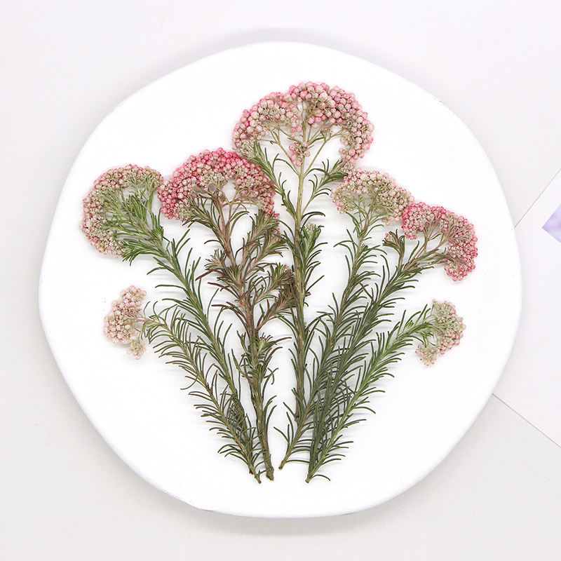 12 ชิ้น กิ่งดอกไม้ธรรมชาติ กิ่ - Dried Flower Bookmark บทวิจารณ์และราคา