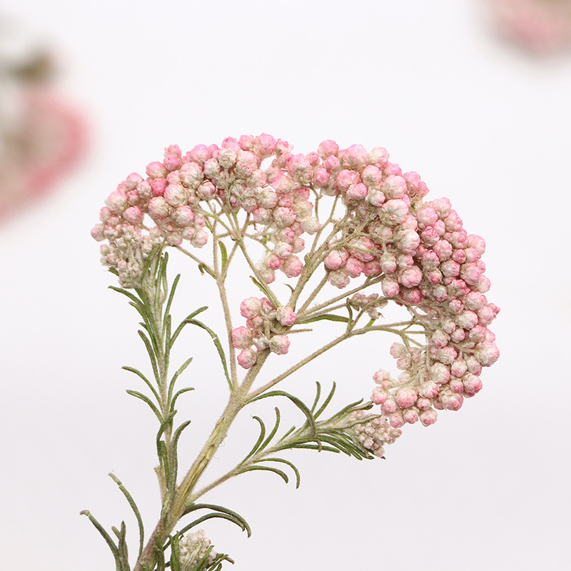 12 ชิ้น กิ่งดอกไม้ธรรมชาติ กิ่ - Dried Flower Bookmark บทวิจารณ์และราคา