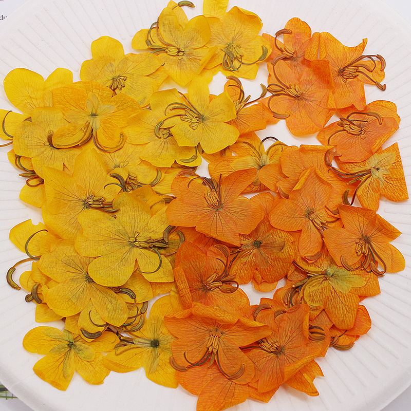 ดอกแคสเซียสีเหลือง/สีส้มแห้ง 6 - Dried Flower Bookmark บทวิจารณ์และราคา
