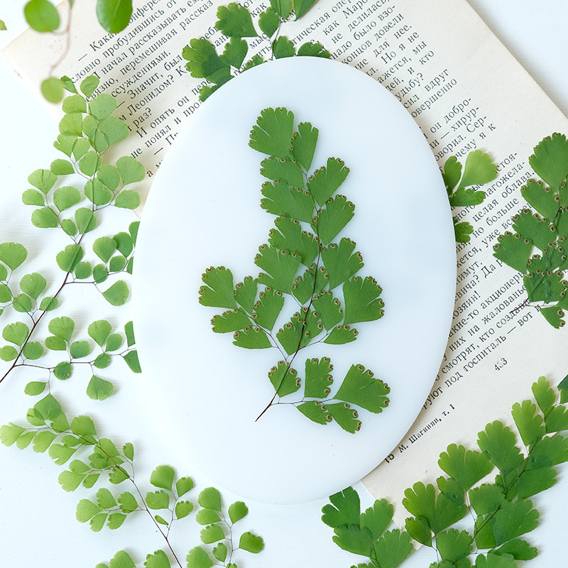 ใบเฟิร์นแห้งธรรมชาติ 60 ชิ้น ด - Dried Flower Bookmark บทวิจารณ์และราคา