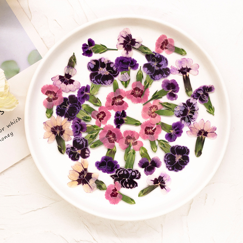 ดอกไดแอนธัสแห้งอัดเม็ด 24 ชิ้น - Dried Flower Bookmark บทวิจารณ์และราคา