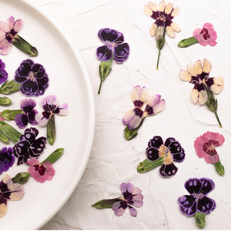 ดอกไดแอนธัสแห้งอัดเม็ด 24 ชิ้น - Dried Flower Bookmark บทวิจารณ์และราคา